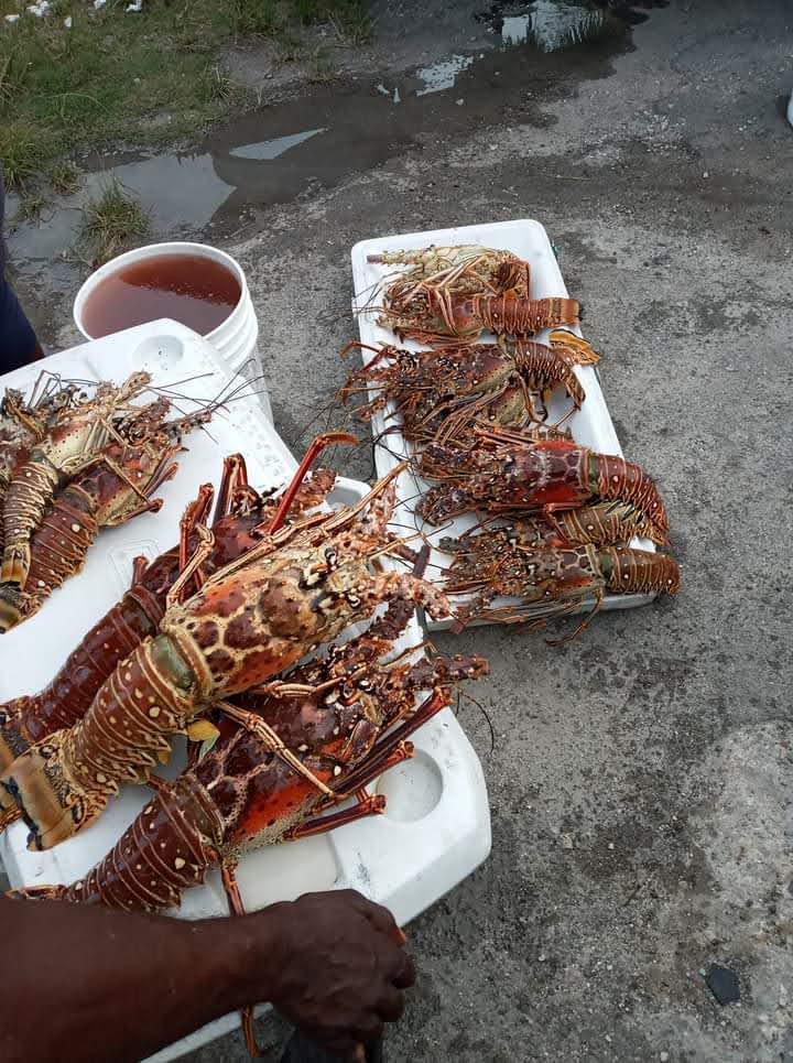 Shrimp and Lobster Products